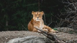 Desktop wallpaper. Animals. ID:139470