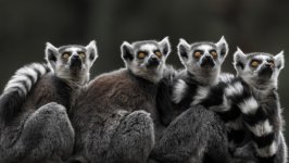 Desktop wallpaper. Animals. ID:139509