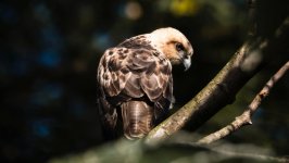 Desktop wallpaper. Animals. ID:139667