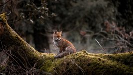 Desktop wallpaper. Animals. ID:139985