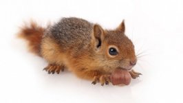 Desktop wallpaper. Animals. ID:140067