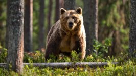 Desktop wallpaper. Animals. ID:140515