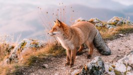 Desktop wallpaper. Animals. ID:140633
