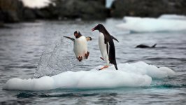 Desktop wallpaper. Animals. ID:140830