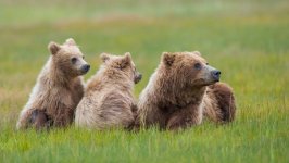 Desktop image. Animals. ID:141080