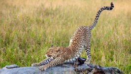 Desktop image. Animals. ID:141082