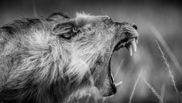 Desktop image. Animals. ID:141097