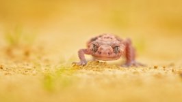 Desktop image. Animals. ID:141247
