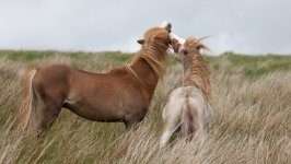 Desktop image. Animals. ID:141384