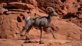 Desktop image. Animals. ID:141447