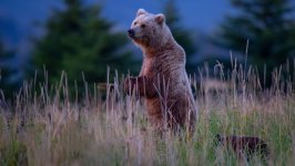 Desktop image. Animals. ID:141527