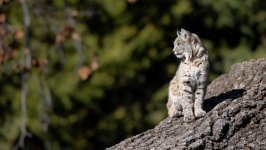 Desktop image. Animals. ID:141543