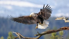 Desktop image. Animals. ID:141948
