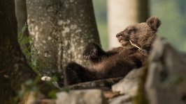 Desktop image. Animals. ID:141955