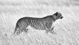 Desktop image. Animals. ID:142114