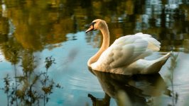 Desktop image. Animals. ID:143041