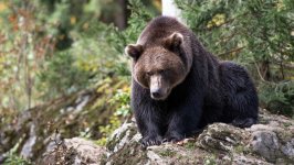 Desktop image. Animals. ID:143059