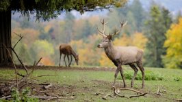 Desktop wallpaper. Animals. ID:143125