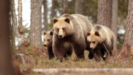 Desktop wallpaper. Animals. ID:143133