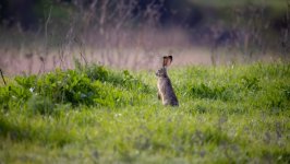 Desktop wallpaper. Animals. ID:143189