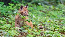Desktop wallpaper. Animals. ID:143245