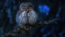 Desktop wallpaper. Animals. ID:143975