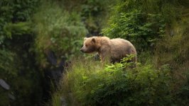 Desktop wallpaper. Animals. ID:146780