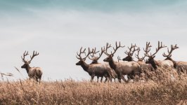 Desktop wallpaper. Animals. ID:145213