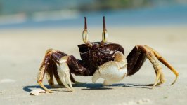 Desktop wallpaper. Animals. ID:145351