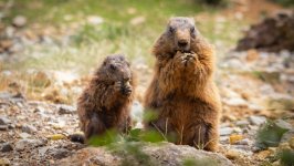 Desktop wallpaper. Animals. ID:145374