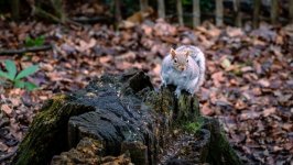 Desktop wallpaper. Animals. ID:145856