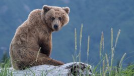 Desktop wallpaper. Animals. ID:145871