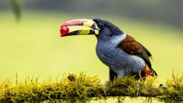 Desktop wallpaper. Animals. ID:145939