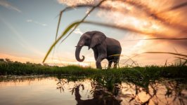 Desktop wallpaper. Animals. ID:147040