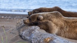 Desktop wallpaper. Animals. ID:147123