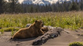 Desktop wallpaper. Animals. ID:147124