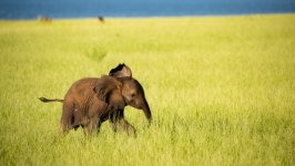 Desktop wallpaper. Animals. ID:147288