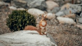 Desktop wallpaper. Animals. ID:147298