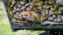 Desktop wallpaper. Animals. ID:147339