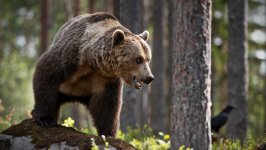 Desktop wallpaper. Animals. ID:147615