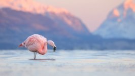 Desktop wallpaper. Animals. ID:147723