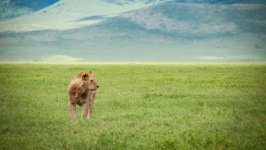 Desktop wallpaper. Animals. ID:147944
