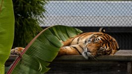 Desktop wallpaper. Animals. ID:148031