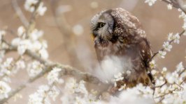 Desktop wallpaper. Animals. ID:148073