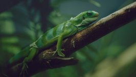 Desktop wallpaper. Animals. ID:148083