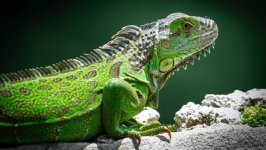 Desktop wallpaper. Animals. ID:148084