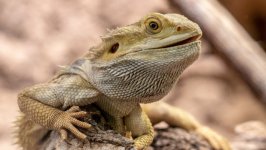 Desktop wallpaper. Animals. ID:148085