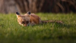 Desktop wallpaper. Animals. ID:148599