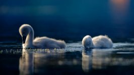 Desktop wallpaper. Animals. ID:148768