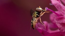 Desktop wallpaper. Animals. ID:148831